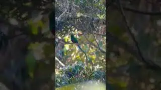 Beautiful long tail bird 