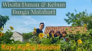 Wisata Danau & Kebun Bunga Matahari || di Kayu Agung Sepatan