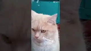 злой Томас в рубрике!