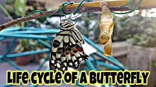 LIFE CYCLE OF A BUTTERFLY