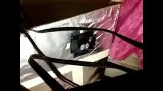 GReen Thumb Bandits marijuana grow room week 1