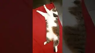 Огромный снюк