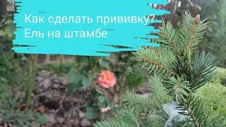 Как сделать прививку на ели? Создаем глауку глобозу на штамбе сами.