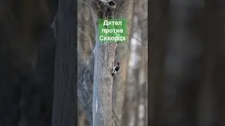 Не поделили дупло #птицы #природа #bird #nature #birds #carduelis #goldfinch #щегол #finch #nature