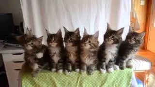 Котята прикалываются!!! Смешно!!!