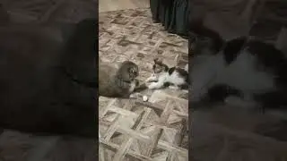 спасибо за ваш актив!!!♥️ Переходи на мой ДЗЕН-канал, ссылка в описании#cat #котики# #shots #юмор