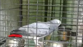 Папугаи красиво читает стих
