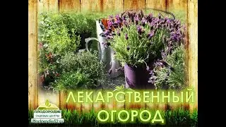 Лекарственный огород - польза, простота, красота!