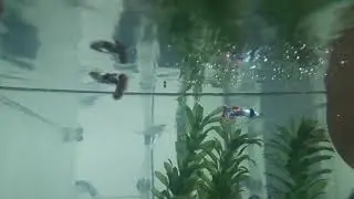 Fil Kulak Lepisteslerim Karınları Dolmaya Başladı