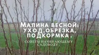 Малина весной: уход, обрезка, подкормка