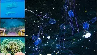 Box Jellyfish, Pygmy Killer Whales, Reef Surveys - Bonaire ep. 42