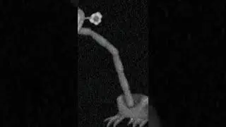 Shugabush.exe
