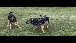 Puppy Hose Fun