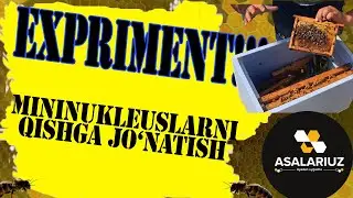 EKSPRIMENT!!!! Mininukleuslarni qishga qanday saqlaymiz?