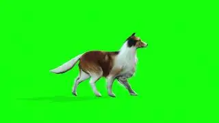 Dog Walking - Green Screen