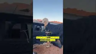 سووق الحلال بحراج العلا - الاربعاء 1446/4/28 اشتركوا بقناني دمتم بخير🙏