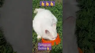 #shortc#голодная Белка
