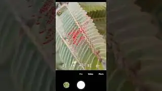 How to click macro photos with Android with background blur | #shorts #photographer #photography
