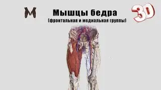 Thigh muscles (frontal and medial groups) detailed 3D review