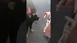 Лапки