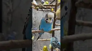 Попугай Макс 🤣