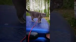 Кубик на природе