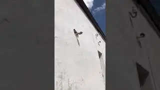 Генератор кирпичей.