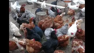 Барашки, попугаи, куры и многое другое.