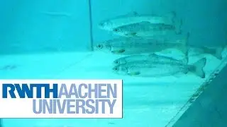 Ethohydraulic Tests In Front  Of A Bar
