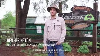 Sniffing out koalas in Dorrigo, NSW | WWF-Australia