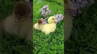 милые утятки