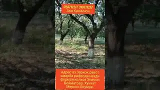 Стоп!!!!фрухта шуд