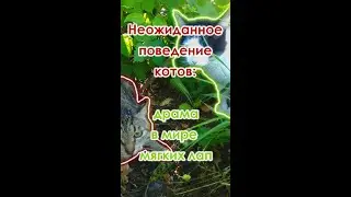 Необычное поведение котов: что происходит?