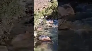 Part 2 of Journey Around the Jungle