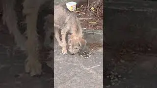 Cachorrinho de rua faminto!