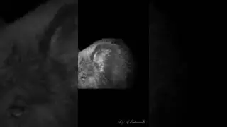 Кабан нашёл фотоловушку! 