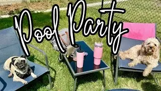 Puppy Pool Party feat. Loki the Cavapoo