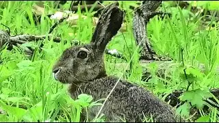 Заяц русак в лесу ест майскую травку || Brown hare in the forest