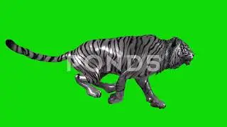 Silver Tiger Running Green Screen Animation