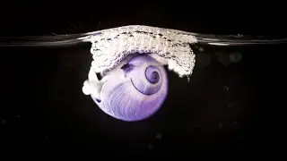 Purple Sea Snail facts