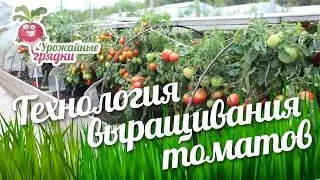 Технология выращивания томатов 