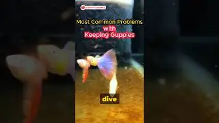 Guppy Fish Care - Most Common Problems with Keeping Guppies #guppyfish #guppy #aquarium