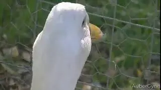 Duck (∞)