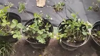 Посадка клубники на спанбонд весной.