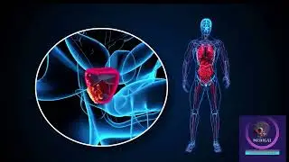 Growth of a Prostate Cancer and its Treatment 