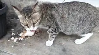 When Cats are Jealous Just like Humans