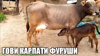 ГОВИ ЧУШОИ ФУРУШИ 10-ЛИТР ШИР МЕТА