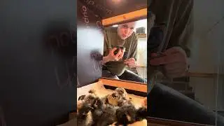 #chickens