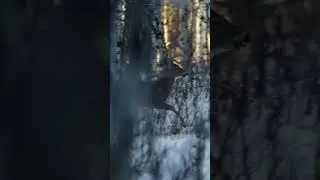 Merry Christmas #cameraman #wildlifephotography #deer #photographeroftheday #christmas