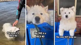 Do Samoyeds like water?